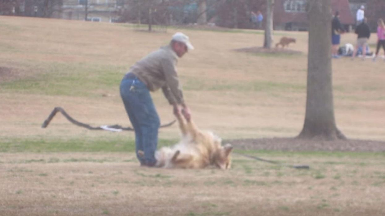 This video of a dog playing dead because it doesn't want to leave the park is delighting the internet once again
