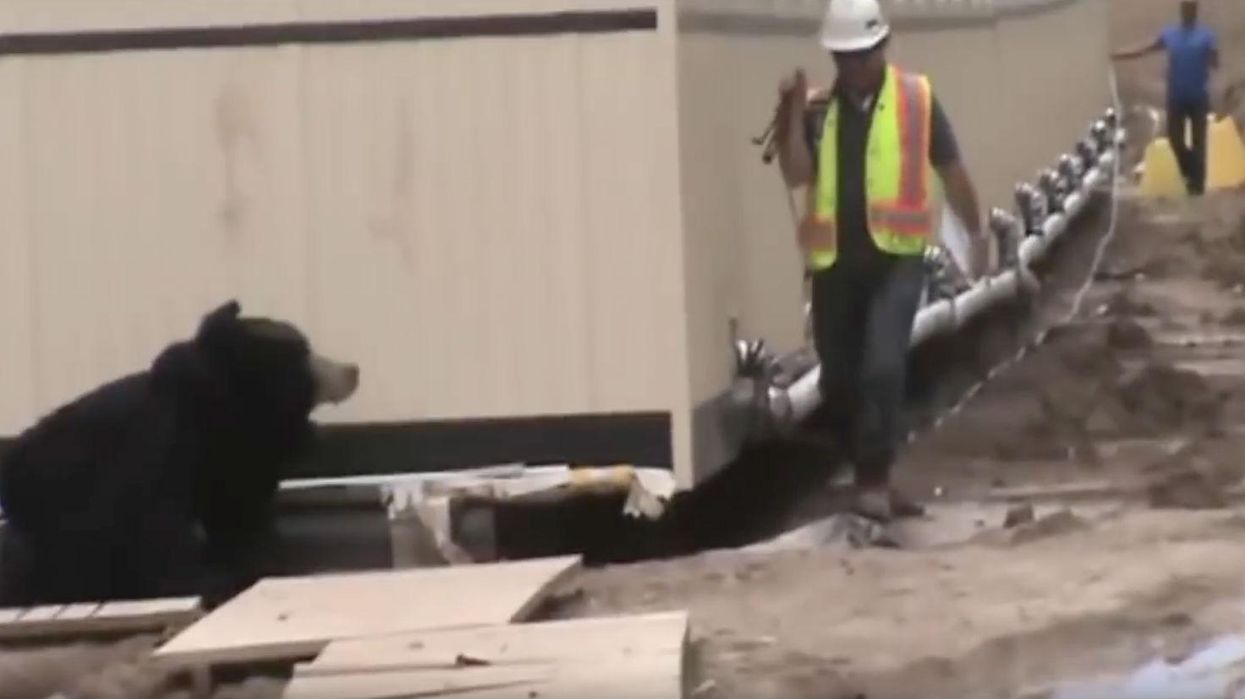 Man dresses up in a bear suit, scares the absolute living daylights out of his colleague