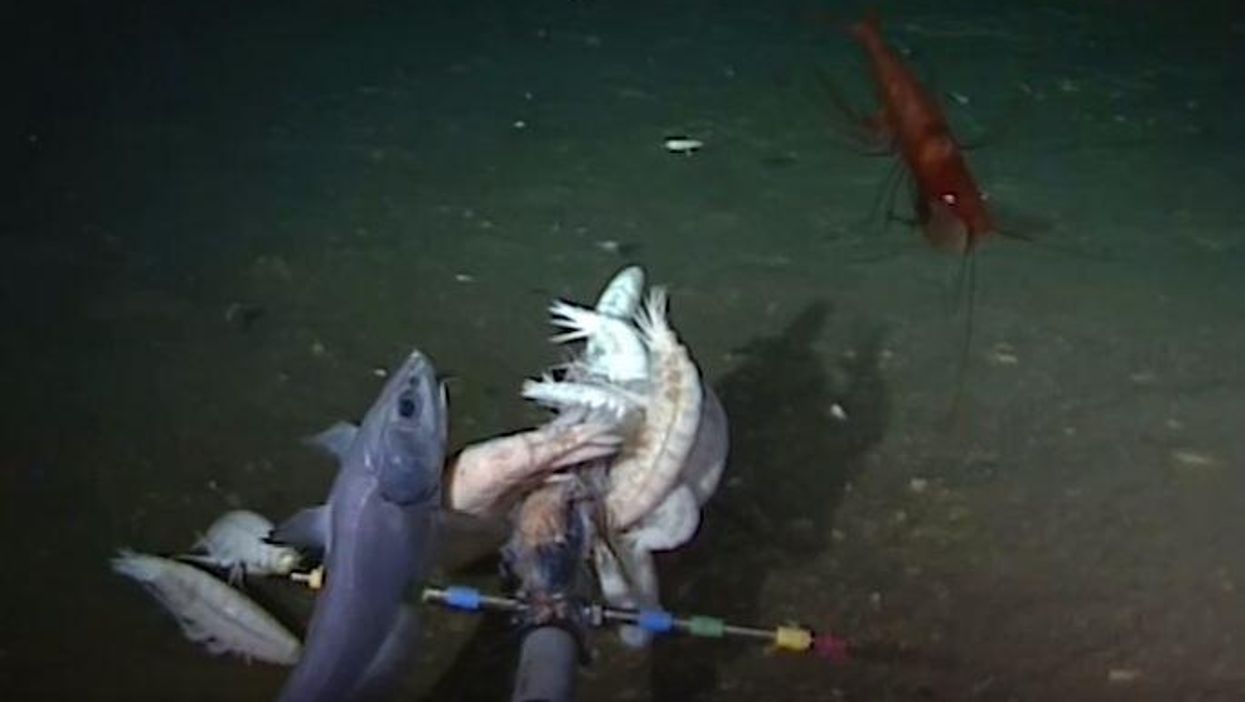 These newly discovered sounds from the bottom of the ocean will haunt your dreams