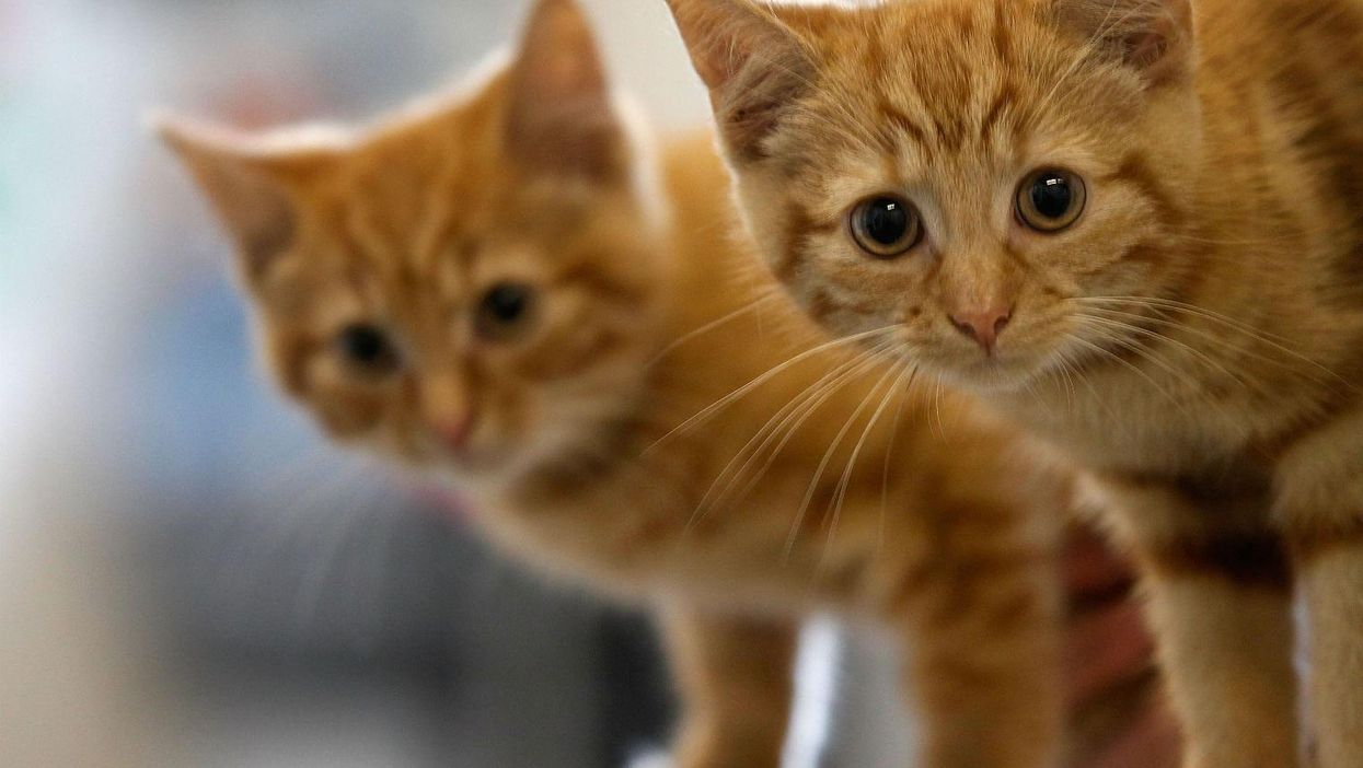 A cafe in Manchester is hiring for probably the best job in the world - cat nannies