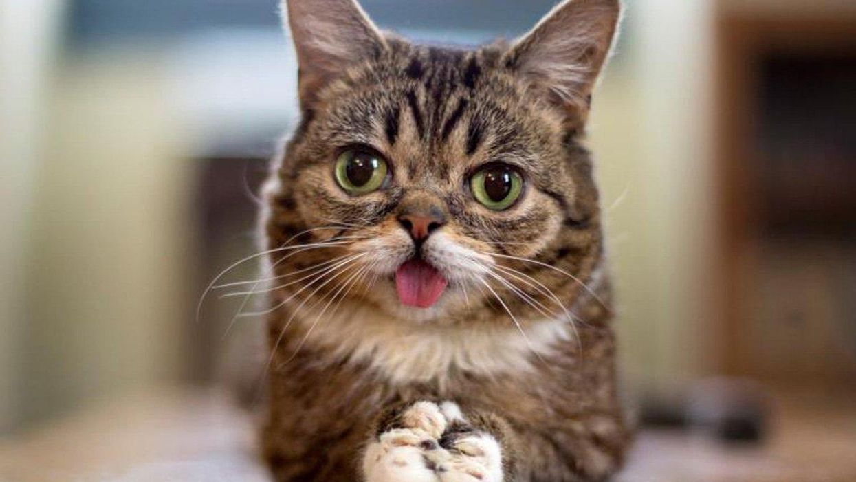 There's a cat video that could help you stop smoking