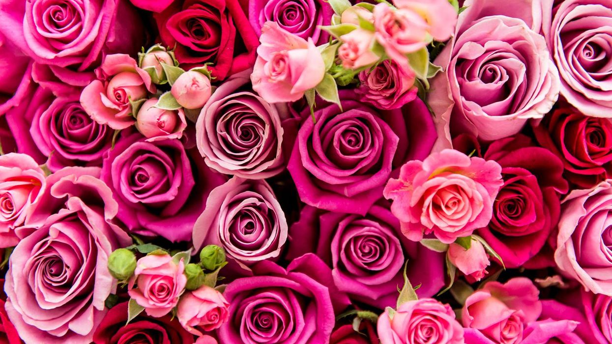 This is where your Valentine's Day flowers actually come from
