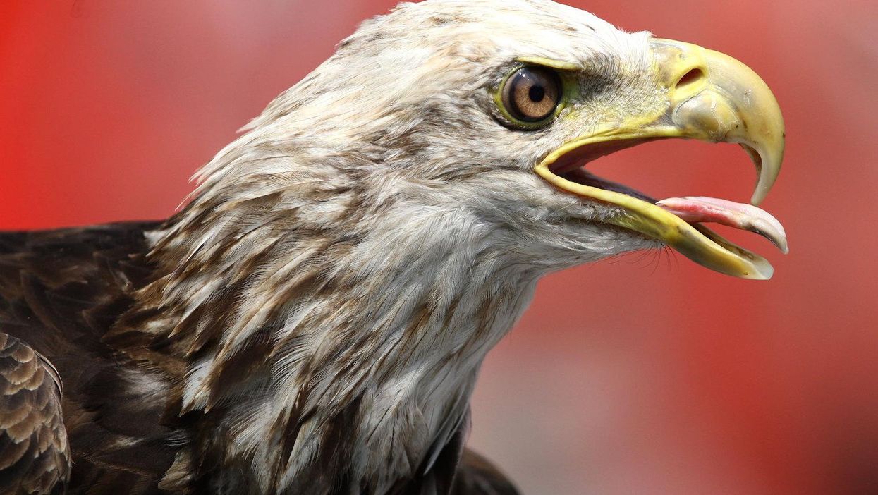 There's a good reason why photos of the bald eagle are only taken from the side