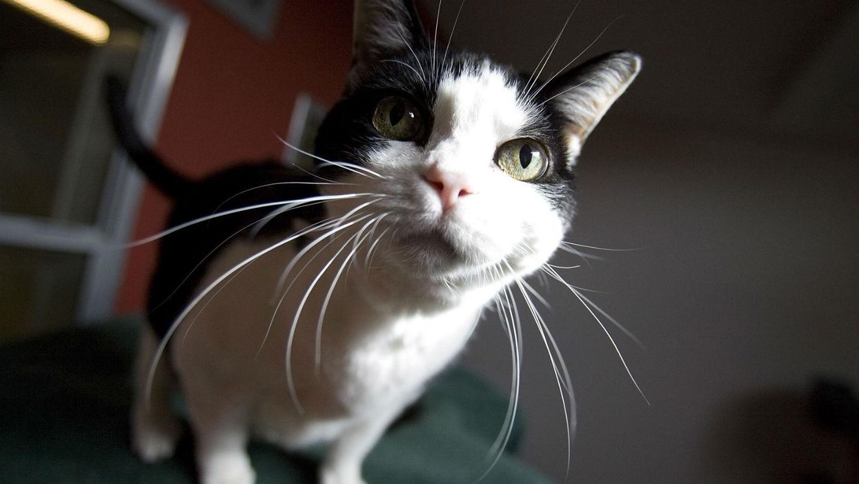 Here's the definitive proof Jeremy Corbyn's cat 'El Gato' is a socialist mastermind