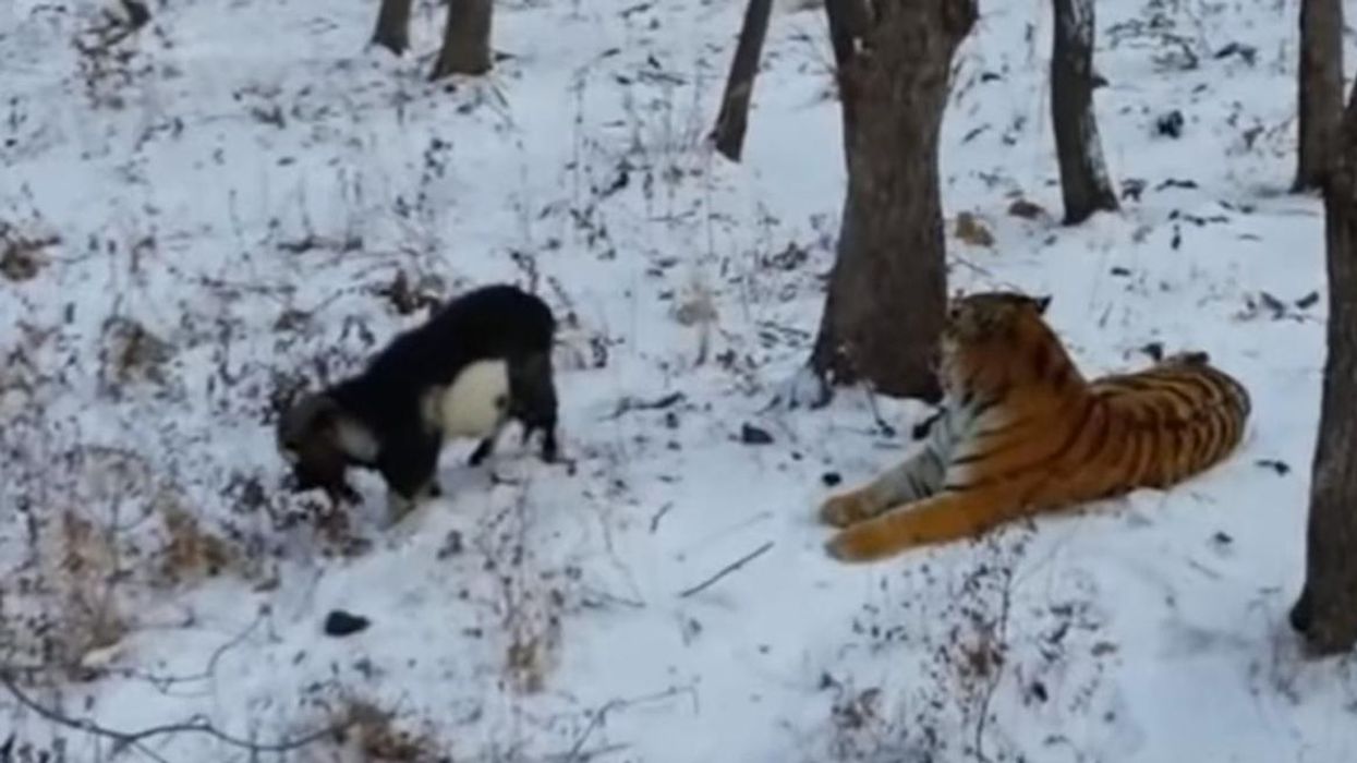 This Russian lawyer thinks the tiger and goat's friendship is gay propaganda
