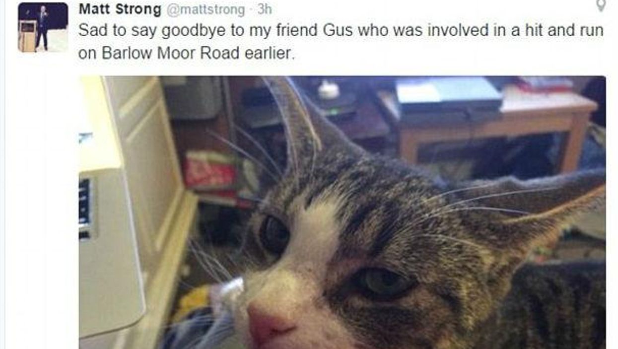 Councillor buries his cat in the garden, cat comes into the kitchen a few hours later