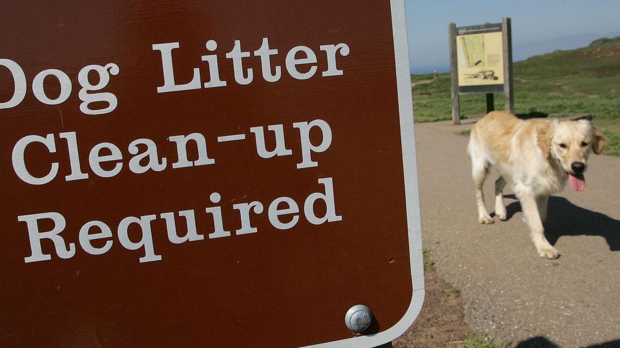 This council is DNA testing dog poo to shame owners who don't pick it up