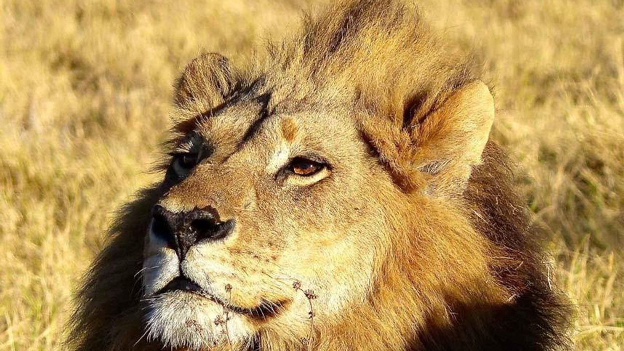 Genderfluid female lion has a mane, acts and roars like a male
