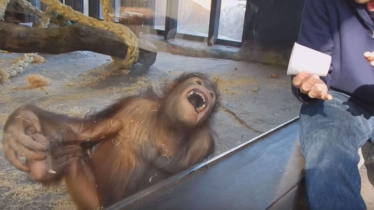 Orang-utan watches a magic trick, literally rolls on the floor with laughter