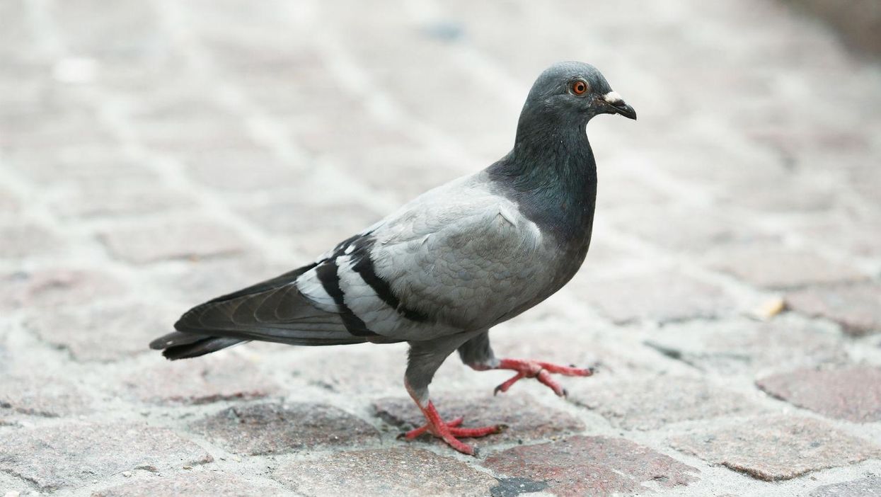 This pigeon joke sums up the absurdity of asking Muslims to apologise for Isis