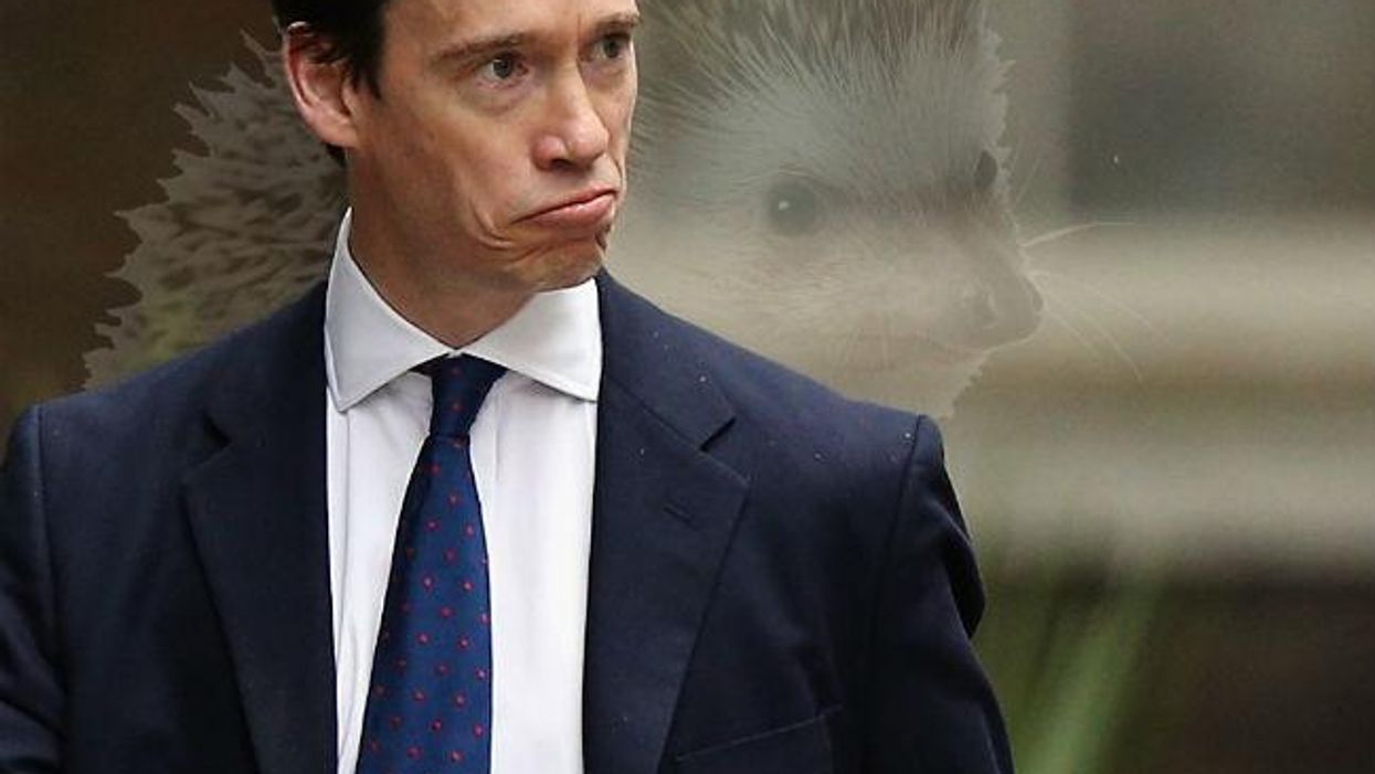 Conservative MP's anti-hedgehog speech hailed as 'one of the best ever'