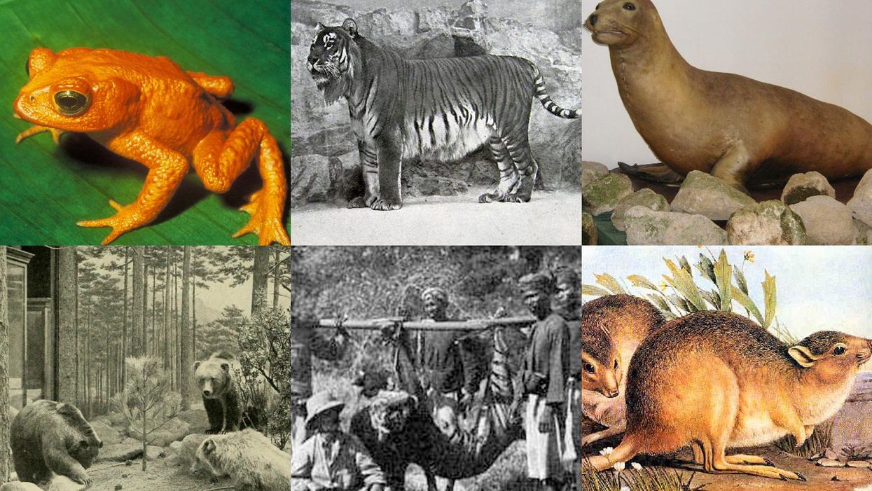 Which animal species went extinct in the year you were born? | indy100 |  indy100