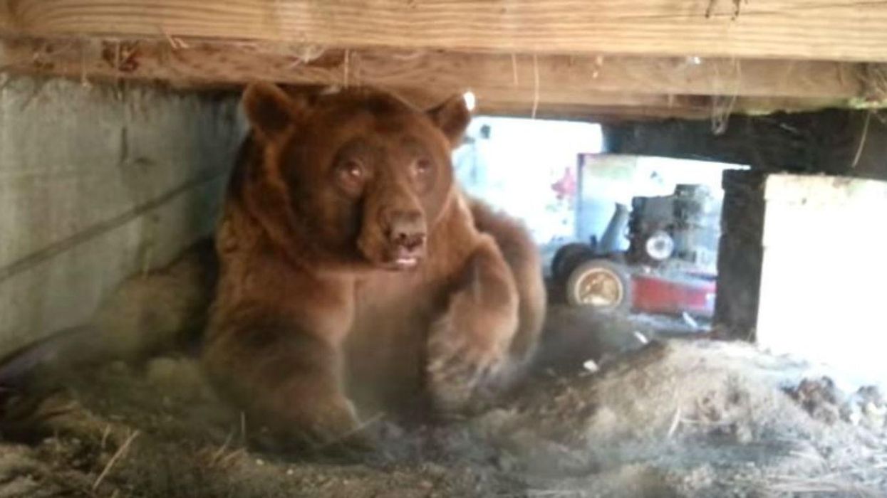 This guy just found out a massive black bear is under his house