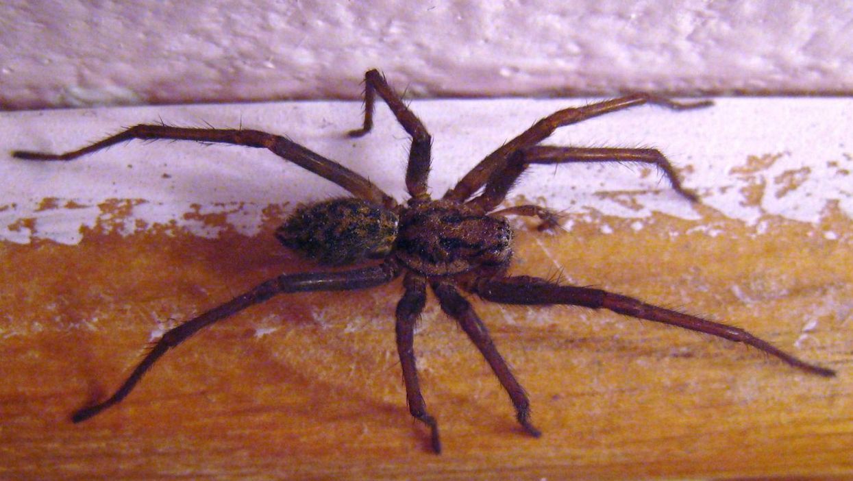 Nobody panic, but spiders the size of mice are invading homes in Macclesfield