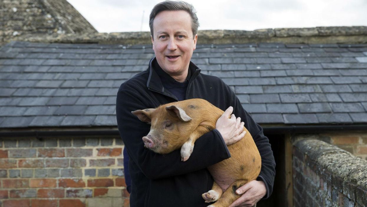 David Cameron may have once done something bad with a dead pig and no one can cope