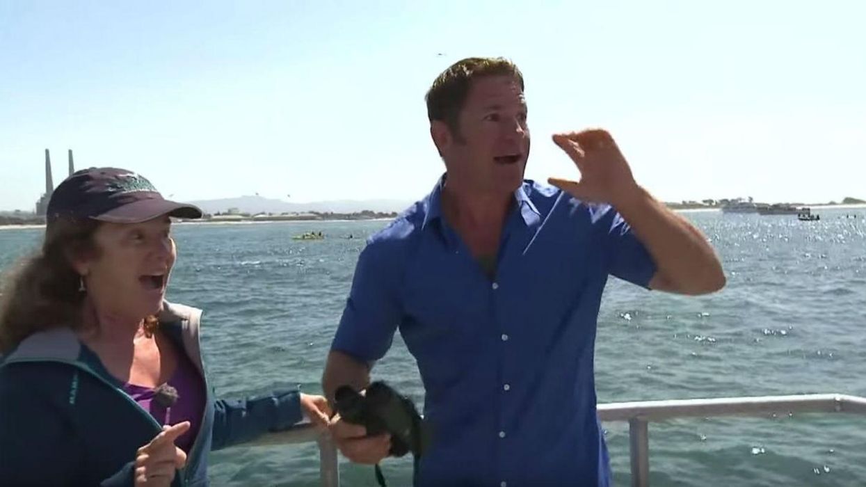 BBC presenter spots a blue whale, cuts off interview, goes wild