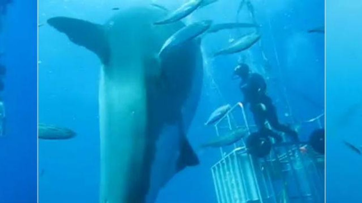 This is perhaps the biggest great white shark ever filmed
