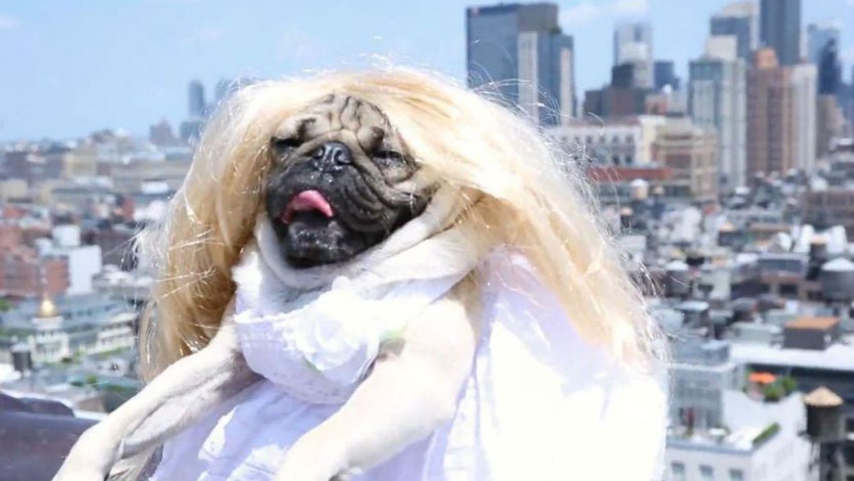 There is a pug that is recreating Taylor Swift photos