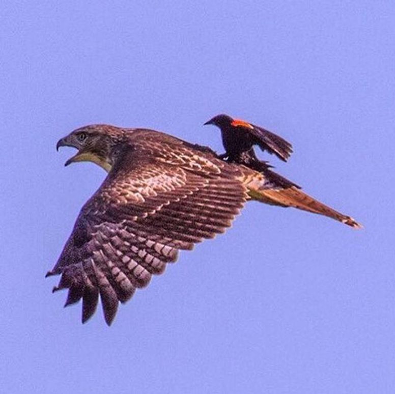 Golden Eagle Porn - Another bird has been pictured riding on a bird - this keeps on happening |  indy100 | indy100