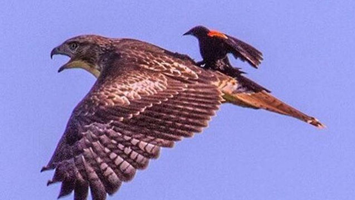 Another bird has been pictured riding on a bird - this keeps on happening