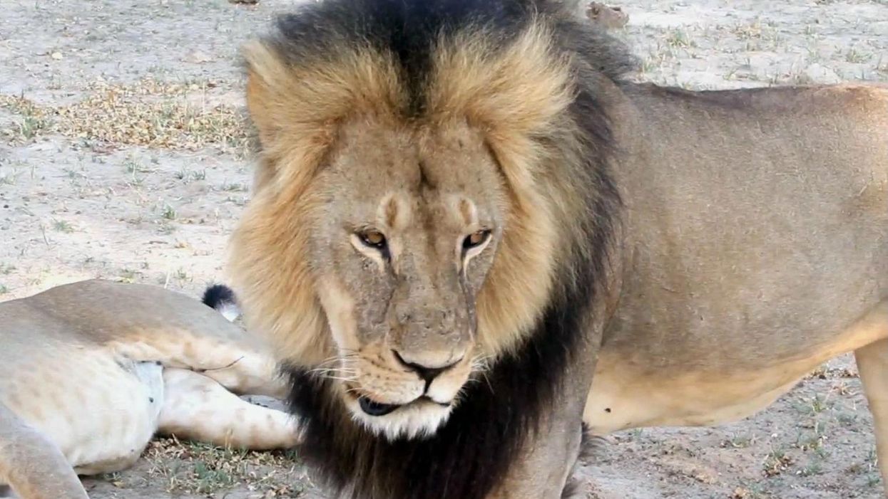 It is perfectly legal to hunt all these endangered animals