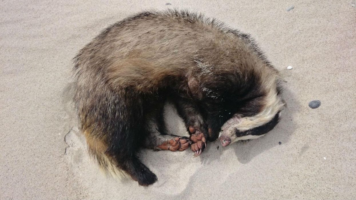 Polish badger drinks seven beers, passes out on beach, sleeps for two days