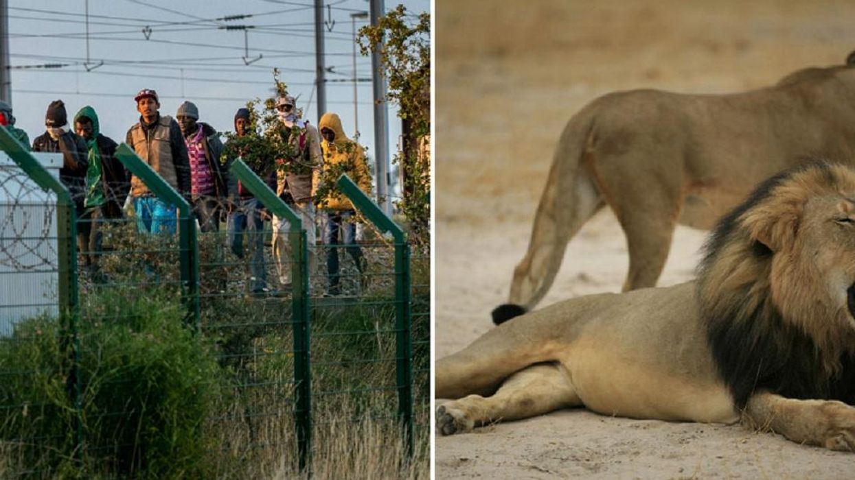 Are people really more outraged by the death of a lion than a human in Calais?