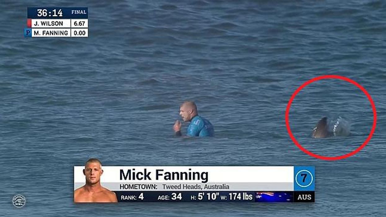 Professional surfer escapes shark attack on live TV