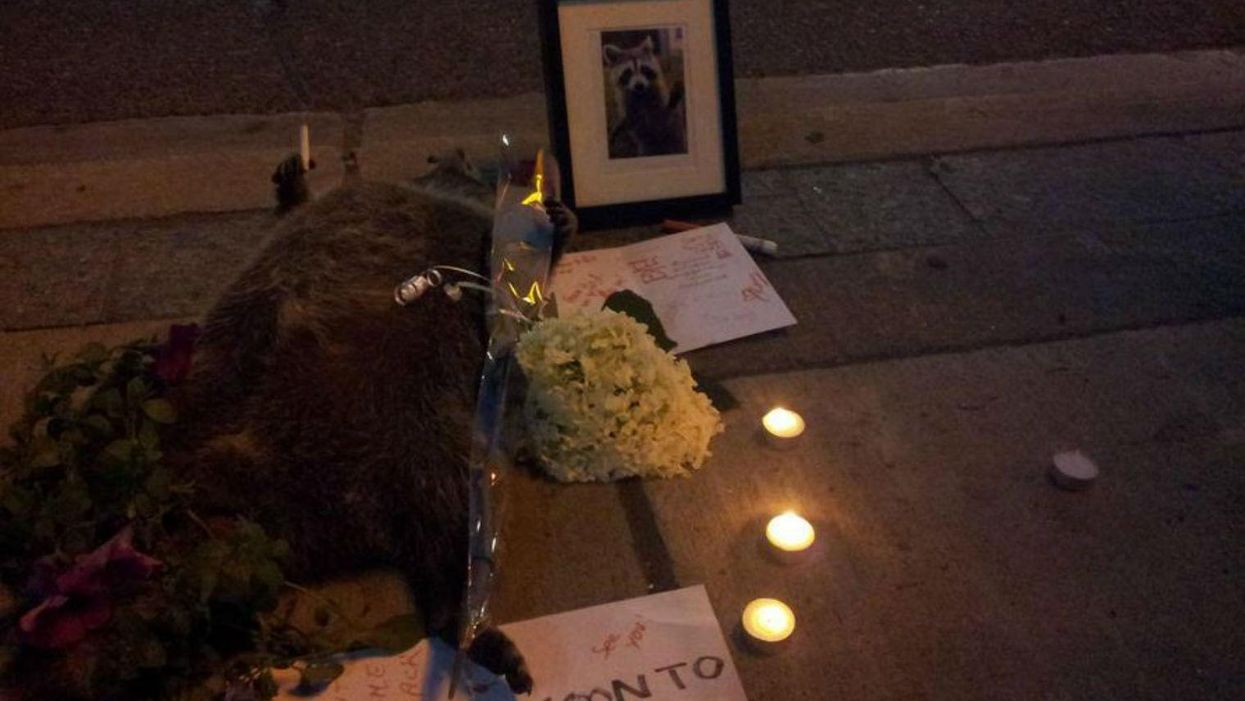 Toronto holds candlelit vigil for dead raccoon animal services took ages to pick up