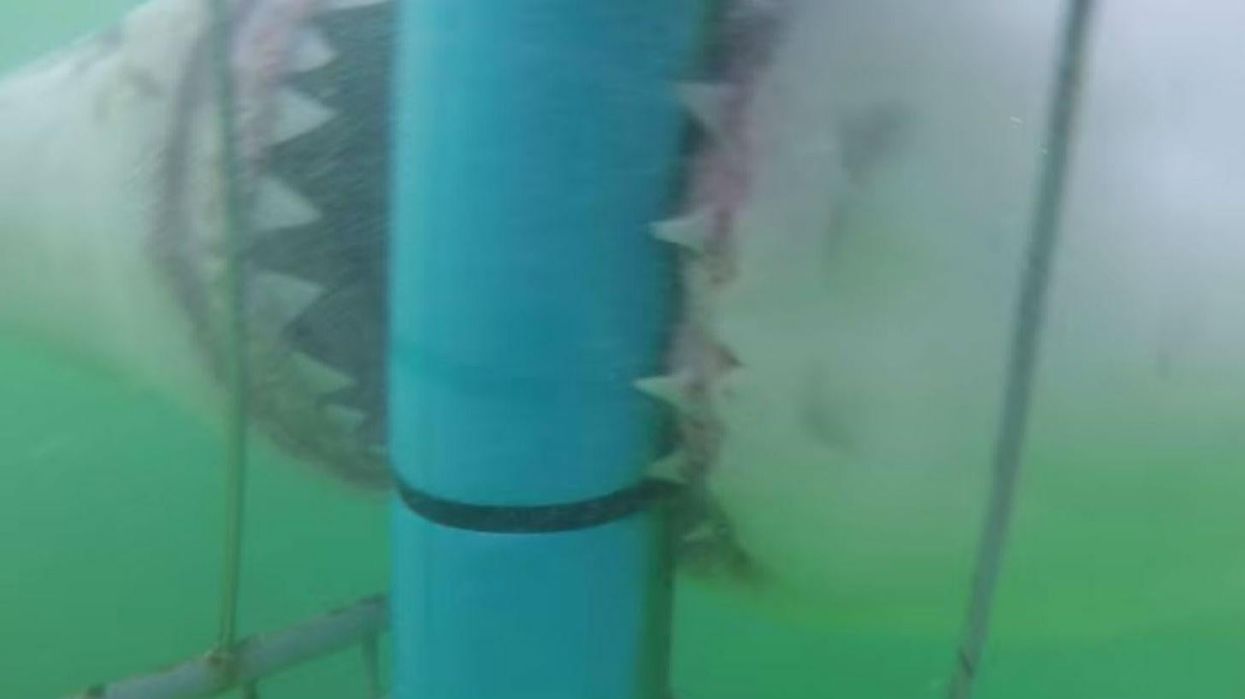 Cage diver has very, very close encounter with great white shark