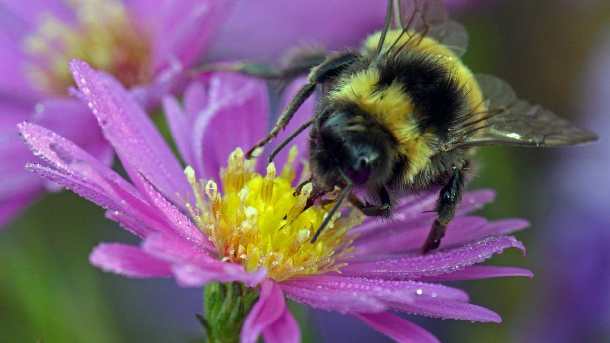 Bees bring more to the British economy than the Royal Family