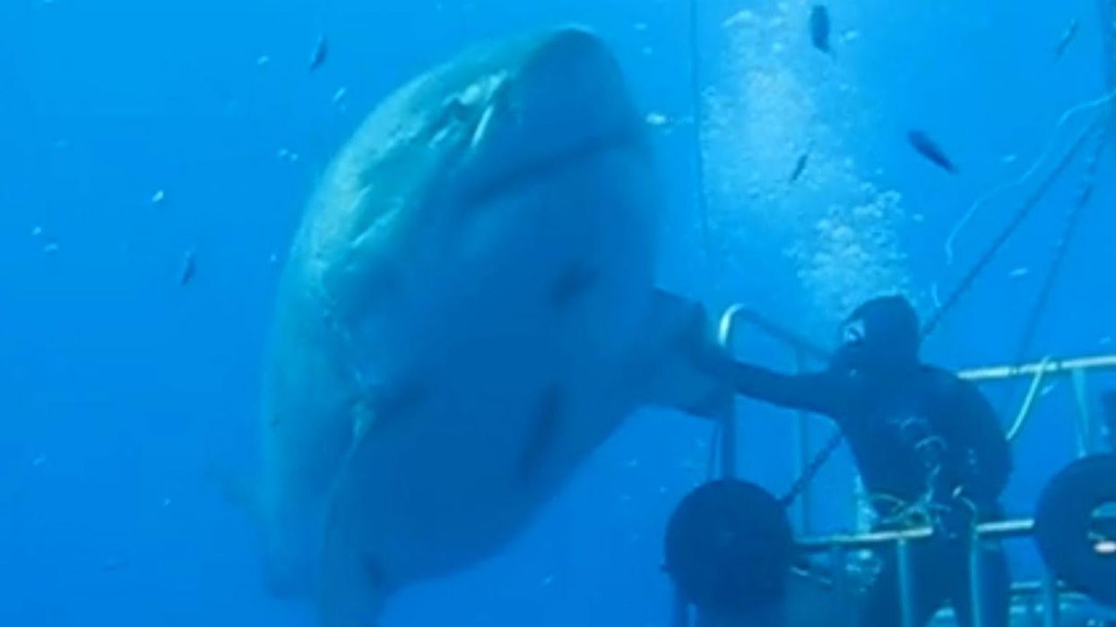 This could be one of the largest great white sharks ever filmed