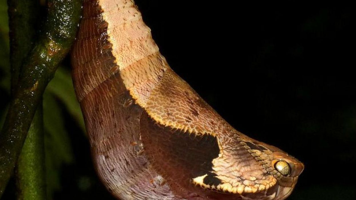 Despite appearances, this is not actually a snake