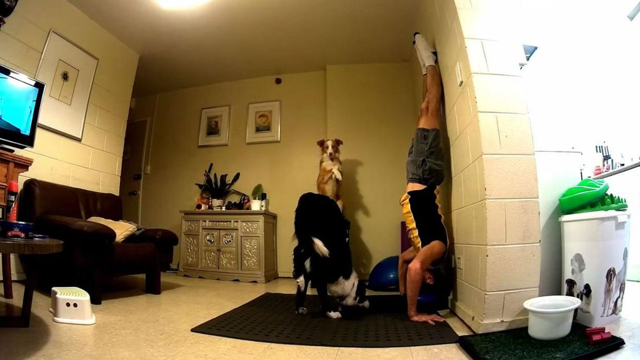 Australian man teaches his dogs to do yoga and it's brilliant