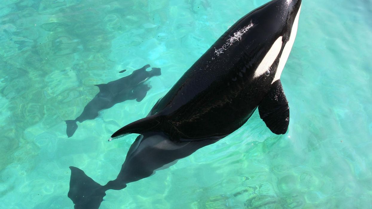 Where in the world killer whales and dolphins are held captive