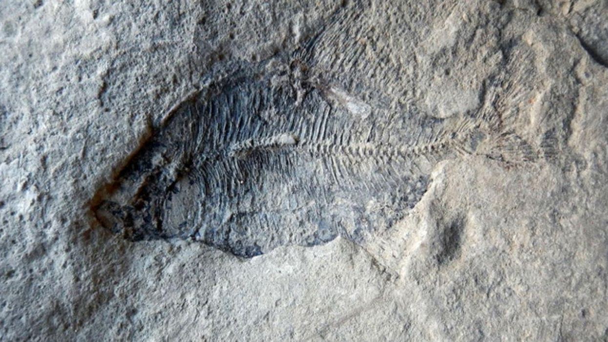 Creationist digs up 60million-year-old fossil, says it doesn't change his mind about evolution