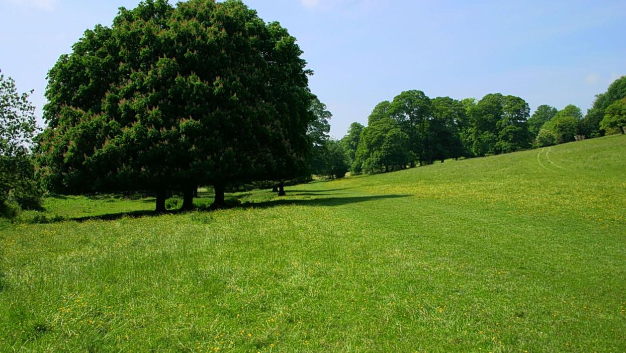 The Tories keep on using a picture of this tree on their constituency websites