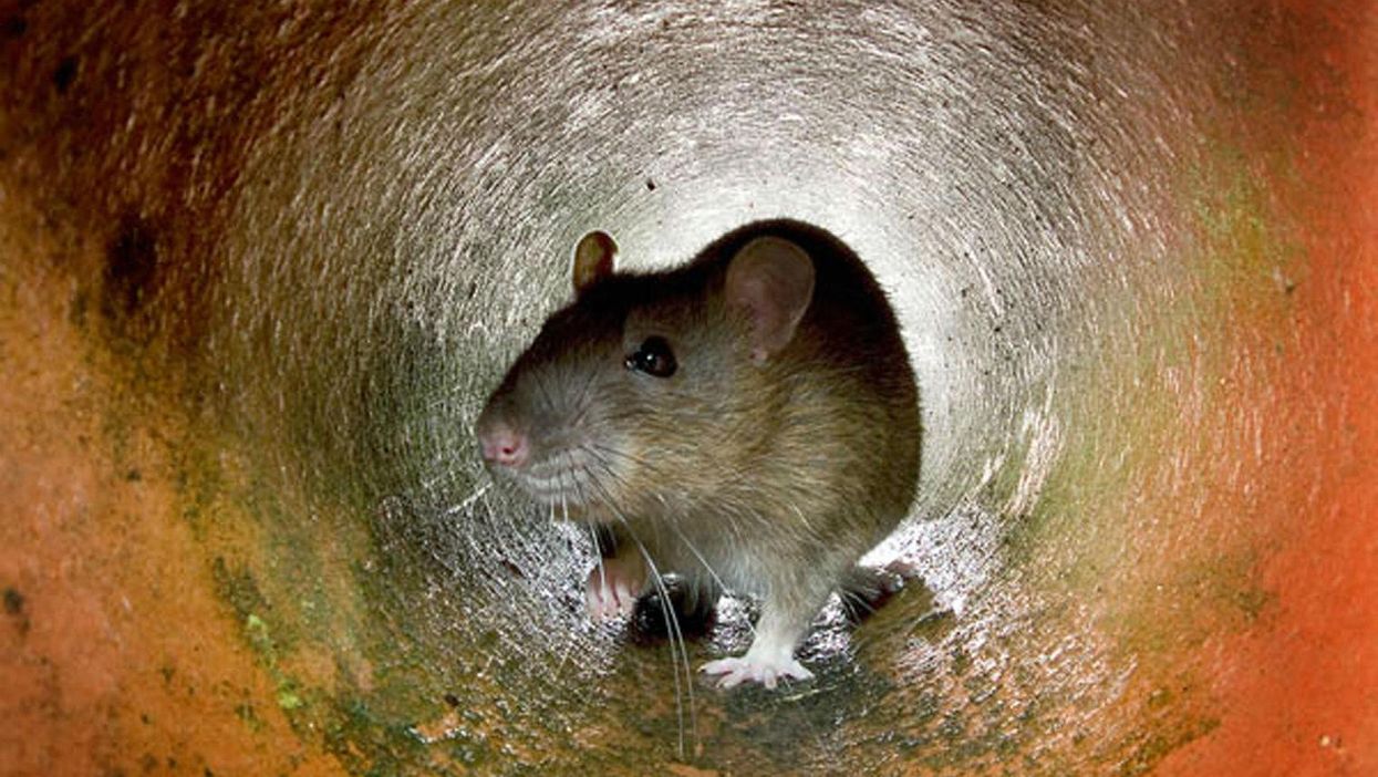 These are the UK's 20 most vermin-infested towns