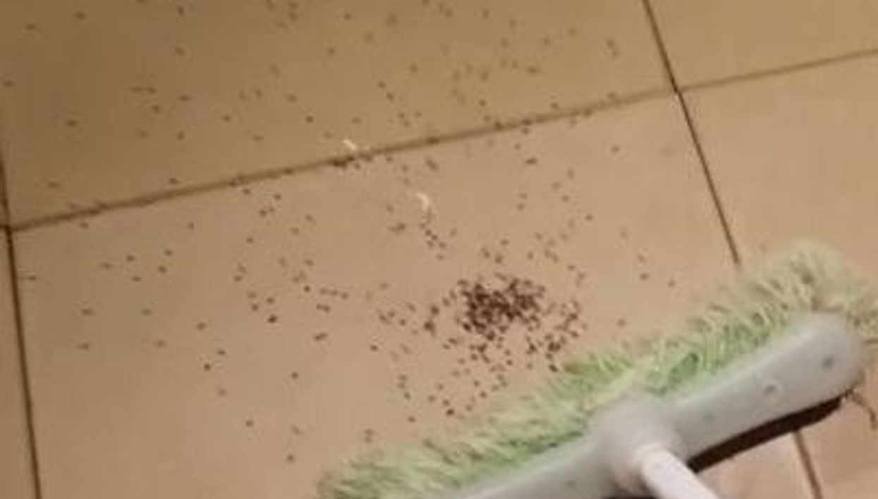 An arachnophobe's worst nightmare? Hundreds of baby spiders burst out of dead mum's egg sacs