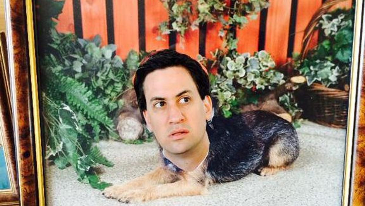 Man replaces family photos with Ed Miliband, waits patiently for his mother to notice