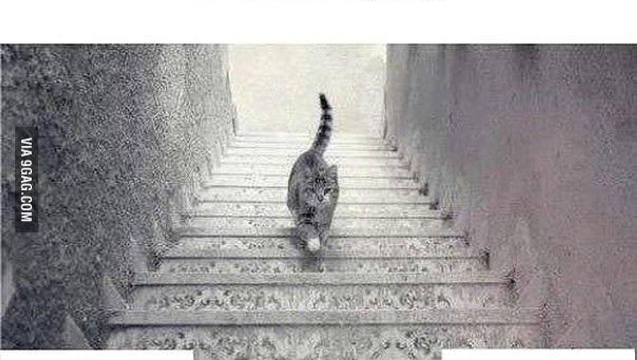 Optical illusion time: Is this cat going upstairs or downstairs?