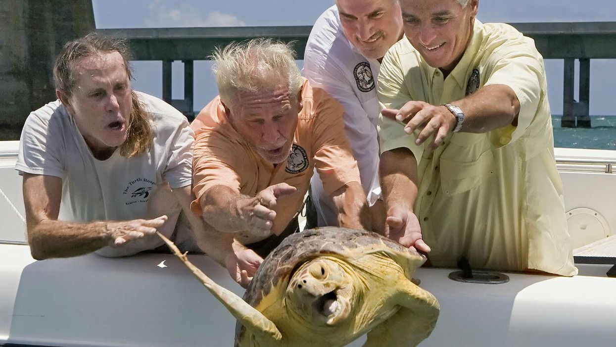 People are drowning baby tortoises because they think they're turtles