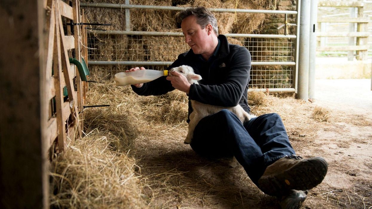 11 pictures of David Cameron feeding a super-cute lamb, winning the general election
