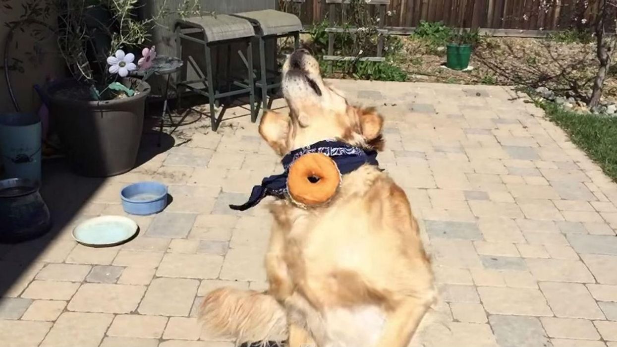 A truly brilliant video of a golden retriever not being able to catch food