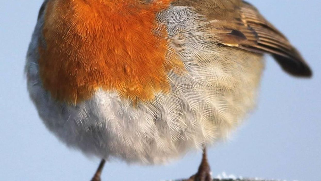 This is Britain's favourite bird