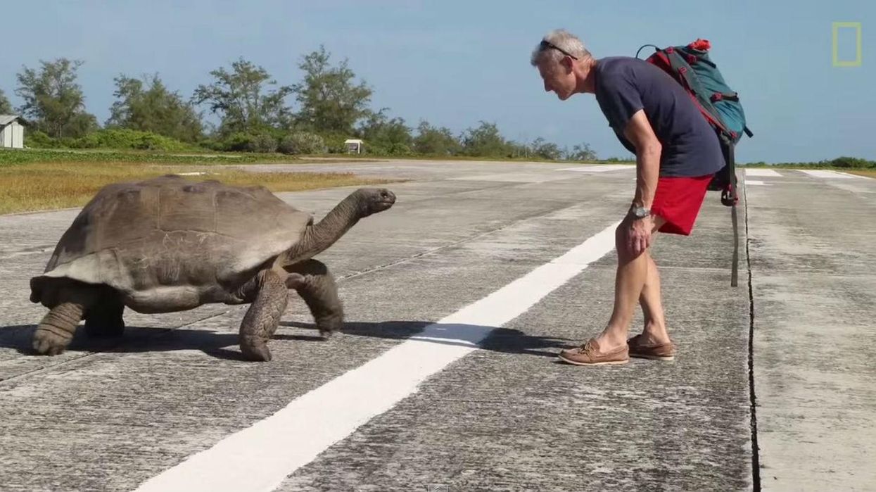 Explorer stumbles upon two giant tortoises mating, triggers slowest chase ever recorded on camera