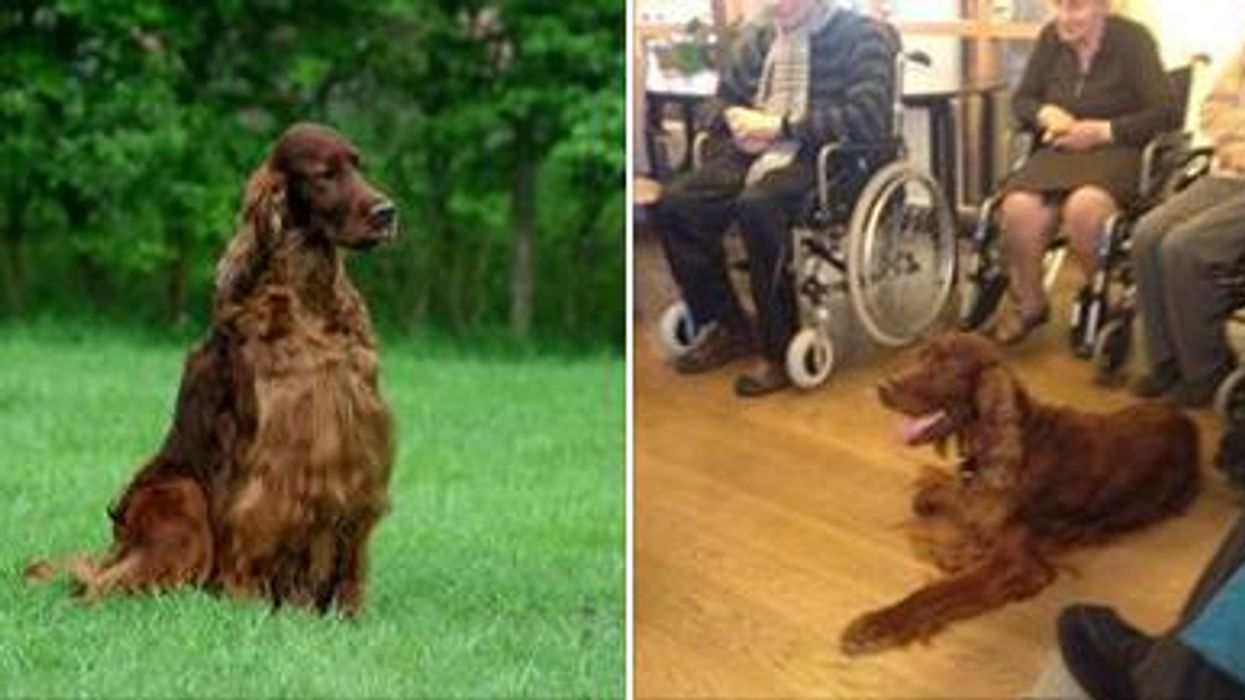 The dog at the centre of a Crufts murder mystery