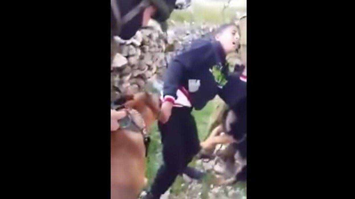 Leaked footage shows Israeli soldiers 'setting dogs on Palestinian teen'