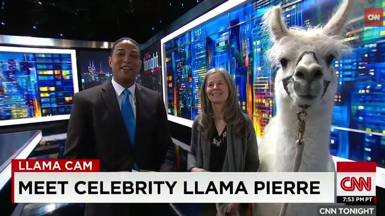 CNN interviewed a llama and that's not the weirdest story of the day
