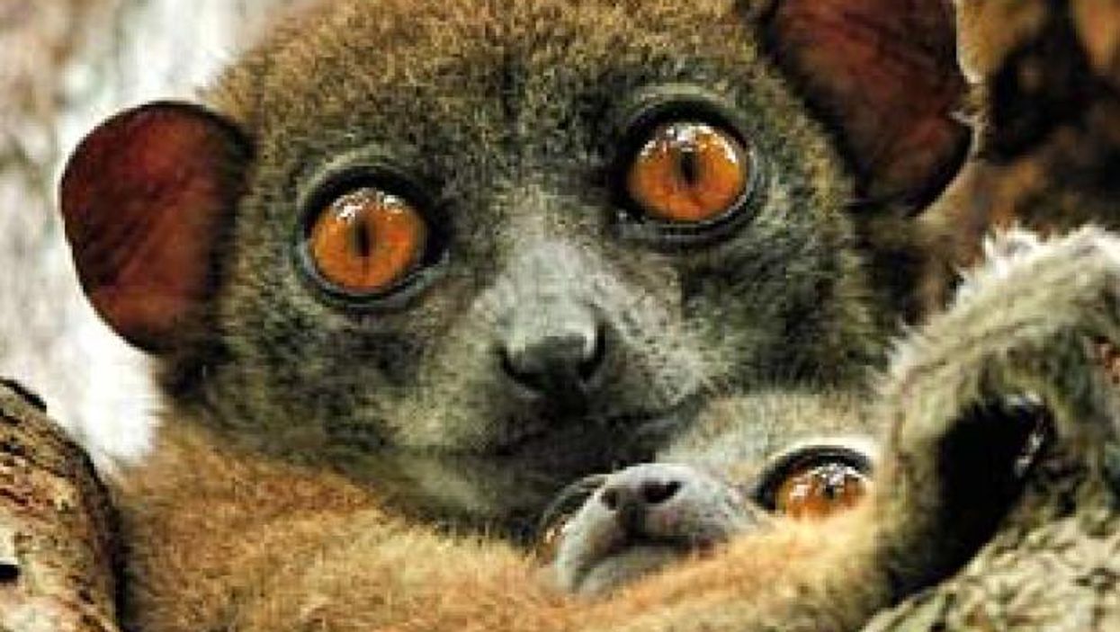 These species all face extinction